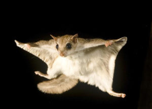 Southern Flying squirrel, Glaucomys volans, voplaning or gliding at night, steering with its tail to maintain balance and direction
