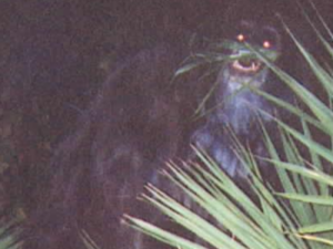 zzz cb skunk ape