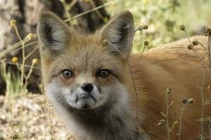 zzz rf fox