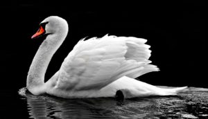zzz am swan